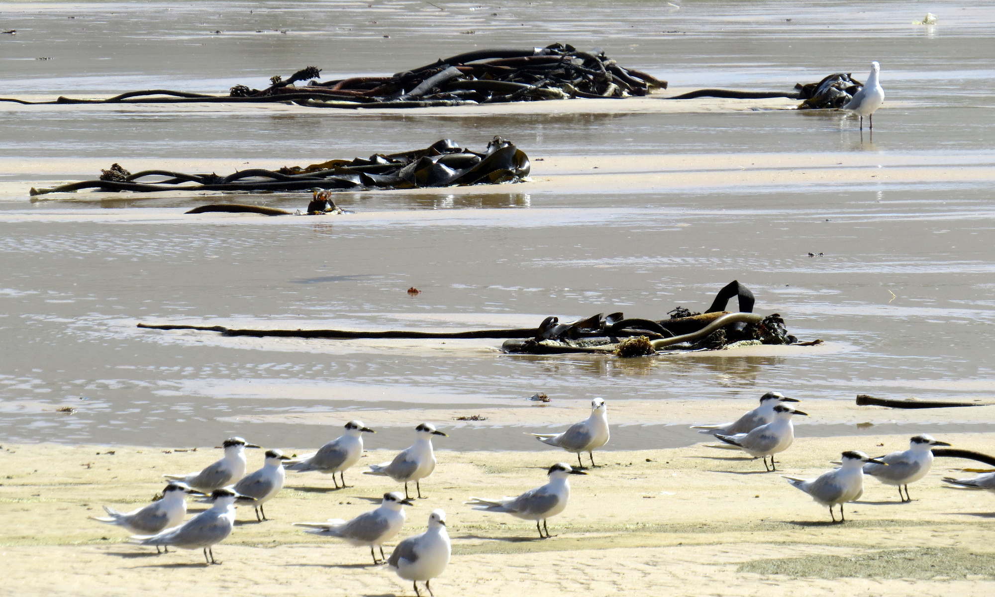 Sea gulls at Klein Mond lagoon