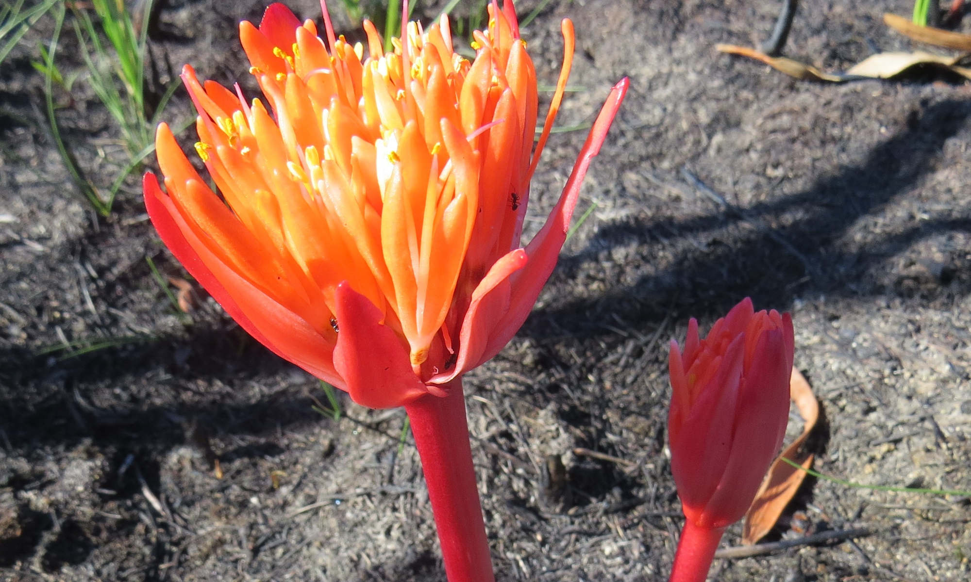 Fire lilies after the fire at Betty’s Bay